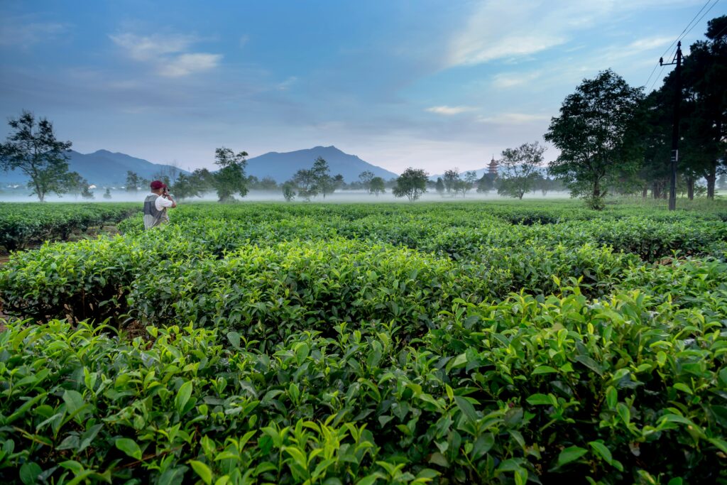 Serene tea plantation landscape with a person, morning mist, and mountains.